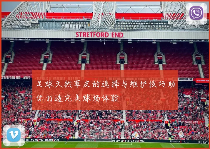 足球天然草皮的选择与维护技巧助你打造完美球场体验